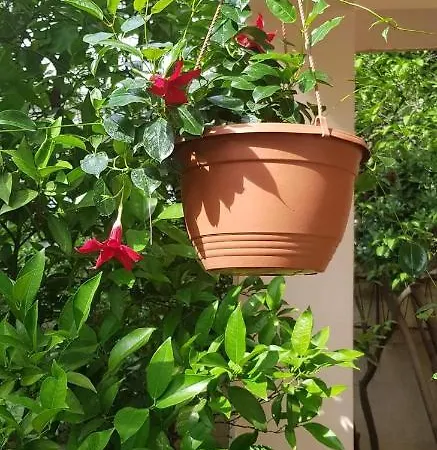 Nikolic 2 アパート マカルスカ